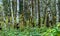 White aspen tree trunks in forest