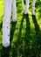 White Aspen Tree Trunks with Green Grass