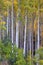 White aspen trees in autum