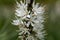 White asphodel Asphodelus albus