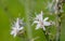 White Asphodel or Asphodelus Flowers on green meadow