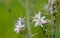 White Asphodel or Asphodelus Flowers on a meadow