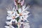 White asphodel flowers (Asphodelus albus)