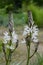 White Asphodel Flowers And Buds