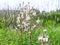 White asphodel flowers at green meadow in spring