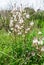 White asphodelus albus flowers at green meadow