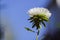 White Aster Flower