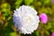 White Aster flower in the garden on a Bush