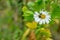 White aster flowers chamomile or daisy at flowerbed with insect