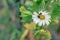 White aster flowers chamomile or daisy at flowerbed with insect