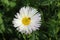 White Aster plant and flowers farming on a village field. Green nature foliage background.