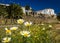 White asteraceae flowers