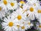 White asters bouquet background, outdoors, closeup