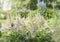 White astilbe blooms in the park