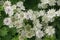 White Astrantia flowers