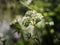 White Astrantia or Greater masterwort blooming