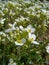 White aubrieta flowers