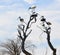 White Australian Ibis with Straw-Necked Ibises in the Tree Tops