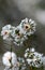 White Australian native Slender Rice Flowers, Pimelea linifolia, family Thymelaeaceae