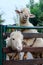 White australian sheep couple make a cute pose in farmland with a green trees and sky in the background