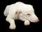 White Australian Shepherd Dog Looking Sad