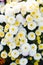 White autumn chrysanthemums bloom