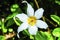 White Avalanche Lily Wildflower Mount Rainier Paradise