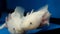 White Axolotl (Ambystoma mexicanum)