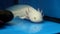 White Axolotl (Ambystoma mexicanum)