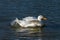 White Aylesbury duck also known as Pekin or Long Island Duck preening feathers and splashing water