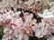 White azalea blooming in detailes