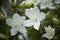 White Azalea Blooms in Springtime