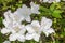 White Azalea Blossoms Blooming in a Mountain Park