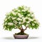 White Azalea Bonsai Tree: Stunning Artistry On A White Background