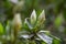 White Azalea Buds