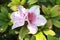 White Azalea flower