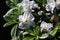 White azalea flowers and foliage