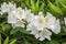 White azalea rhododendron