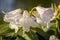 White azalea, rhododendron, flower close-up. evergreen, penny-loving plant