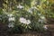 White azalea, rhododendron, flower close-up. evergreen, penny-loving plant