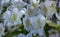 White azalea, rhododendron, flower close-up. evergreen, penny-loving plant