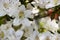 White azalea, rhododendron, flower close-up. evergreen, penny-loving plant