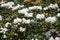 White Azaleas on Green Shrub