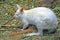 White baby albino wallaby