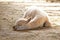 White Baby Alpaca Sleeping In Sun
