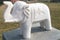 White baby elephant beautiful structure