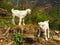 White baby goats in a rural village, trek in Himalaya mountain