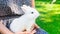 White baby rabbit in the arms of the girl. Thoroughbred dwarf decorative rabbit. Bunny as a pet. The home bunny sits in the hands