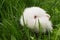 White baby rabbit in grass closeup