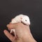 White baby rat closeup